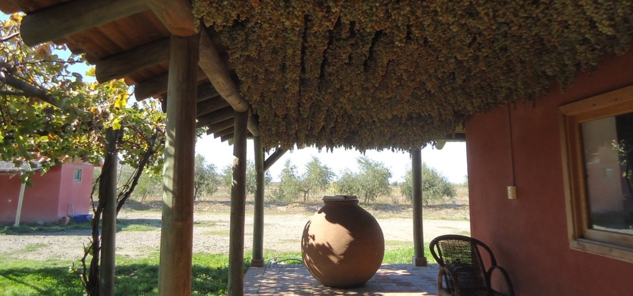 Sweet Torontel grapes used for the late harvest hanging for "appasimento"